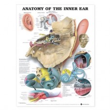 Anatomy of the Inner Ear , flexible laminated poster (20x26)