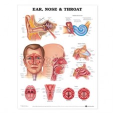 Ear, Nose &amp; Throat, flexible laminated poster (20x26)