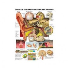 Ear Organs of Hearing &amp; Balance Antomical Chart - Heavy Paper
