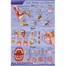 Blue Tree Ear Nose Throat LP Poster (24&quot;W x 36&quot;H)
