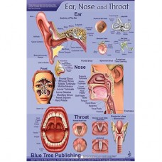 Blue Tree Ear Nose Throat P Poster (12&quot;W x 17&quot;H)