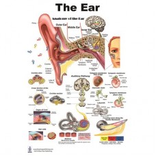 Blue Tree The Ear P Poster (12&quot;W x 17&quot;H)