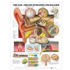 The Ear-Organs of Hearing & Balance